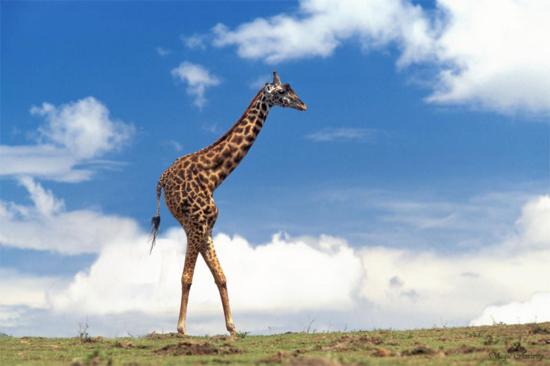Two Legged Giraffe