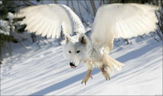 Flying Wolf