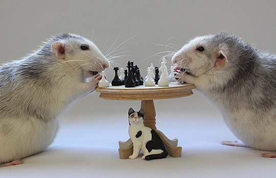 Forget the Cat Lets Play Chess