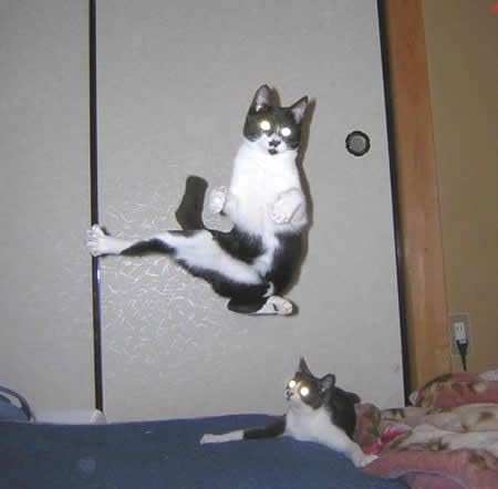 Karate Cat Training