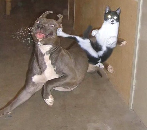 Don't mess with Karate Cat