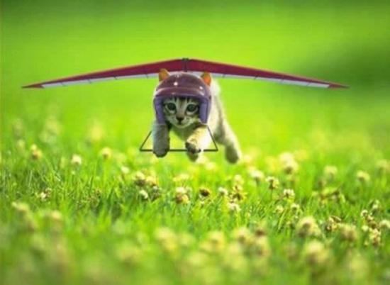Flying Supercat 