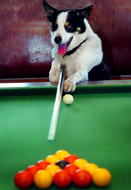 Dog Snooker Champion