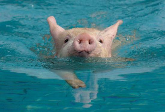 I am doing pigstyle Swimming