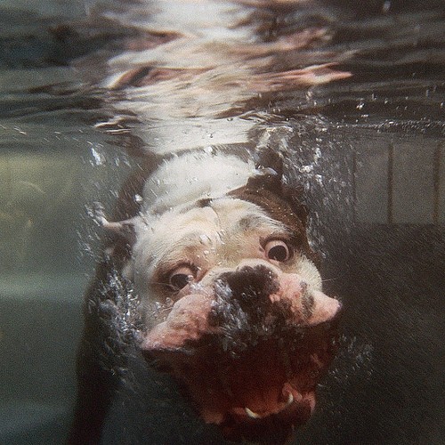 Scared To Swim