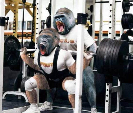 Gorilla Training