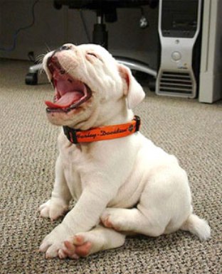 Yawning Dog