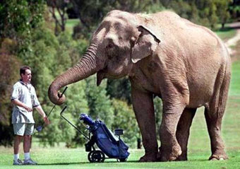 Funny-Golf-Pictures-10