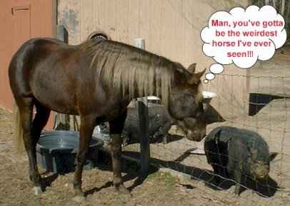Funny-Horse-Pictures-5