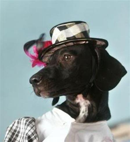 Funny Dressed Up Dogs
