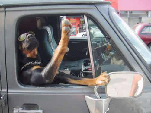 Funny-Dog-Picture-driving