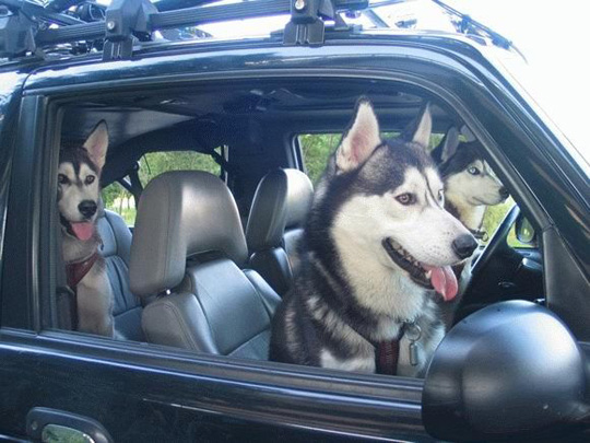 Funny-Dog-Picture-driving