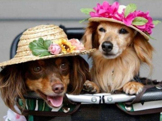 Funny Dogs In Stylish Hats