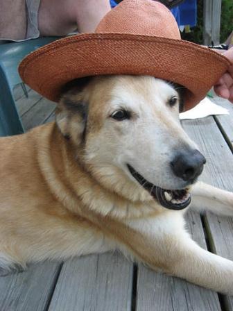 Funny Dogs In Stylish Hats