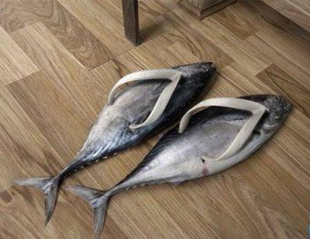 Funny-Animal-Shoes-Picture