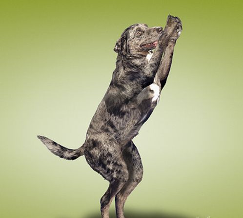 Funny-Dog-Exercise-Picture