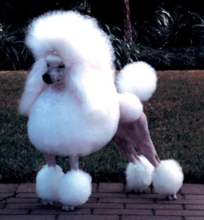 Funny-Poodle-Picture-1