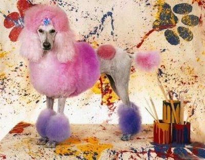 Funny-Poodle-Picture-2