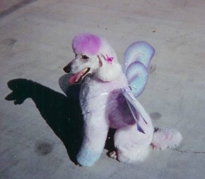 Funny-Poodle-Picture-3