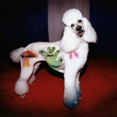 Funny-Poodle-Picture-4