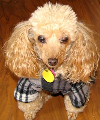 Funny-Poodle-Picture-5