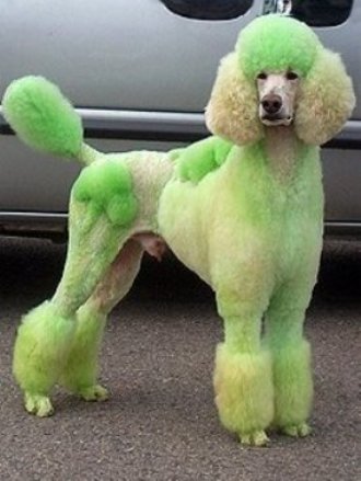 Funny-Poodle-Picture-6