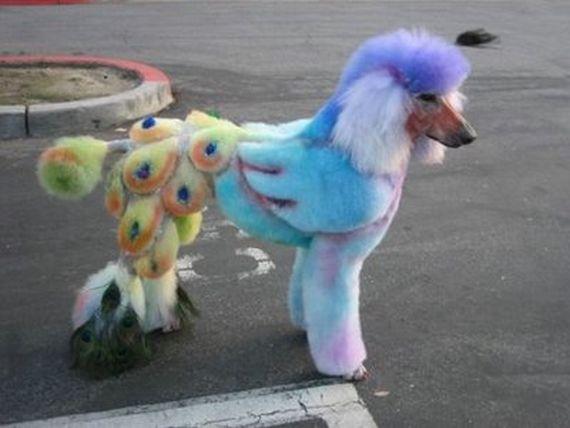 Funny-Poodle-Picture-8