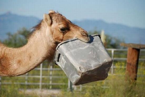 funny-camel-pictures-1