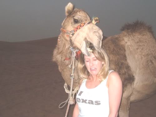 funny-camel-pictures-2