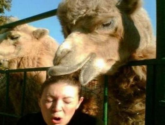 funny-camel-pictures-3