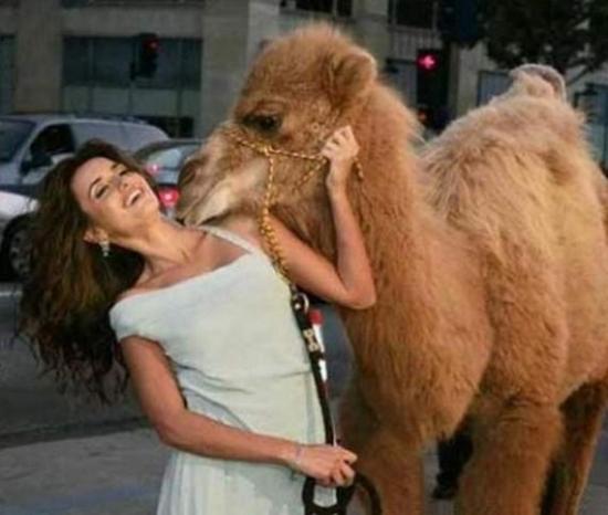 funny-camel-pictures-4