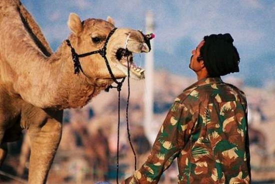 funny-camel-pictures-5