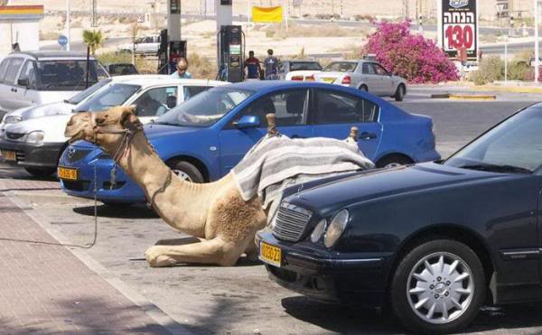 funny-camel-pictures-6