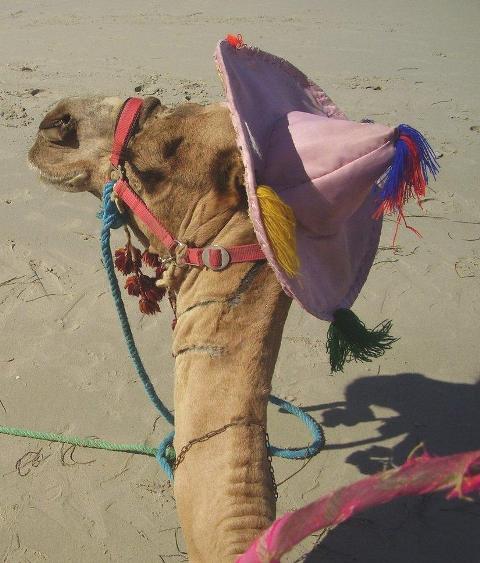 funny-camel-pictures-7