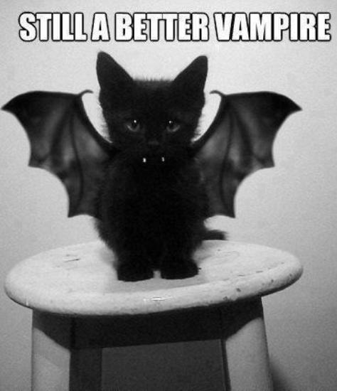 Cat Vampire