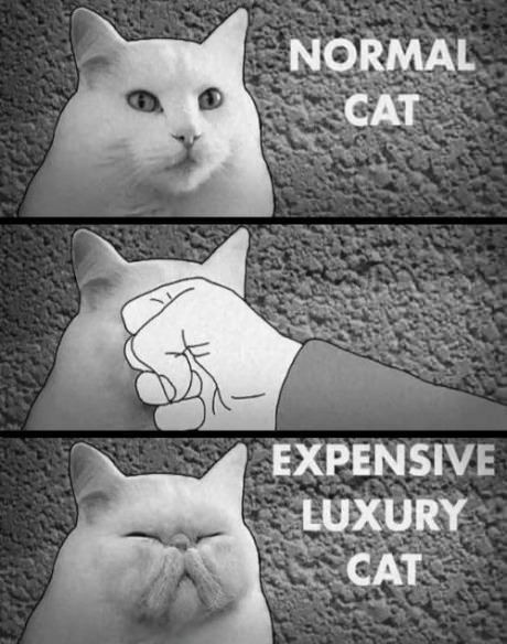 Expensive cat