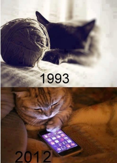 Generation gap of cats