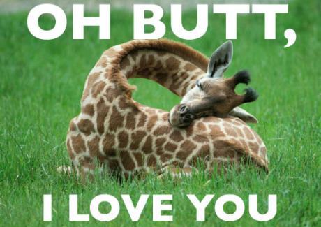Giraffe Love Their Butts