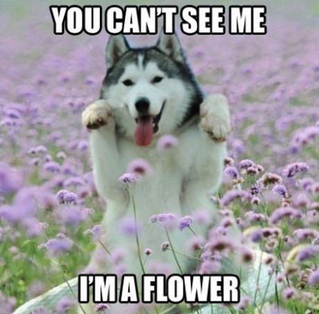 I Am A Flower