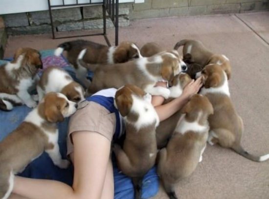 I Love Puppies very much