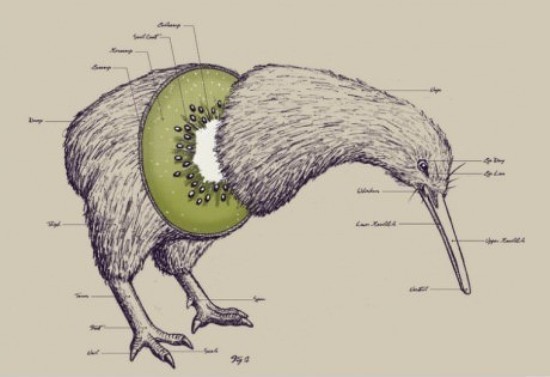 Kiwi Bird Or Fruit