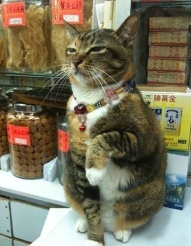 Shop Keeper Cat