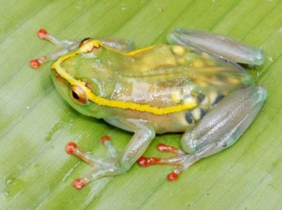 Transparent Frog