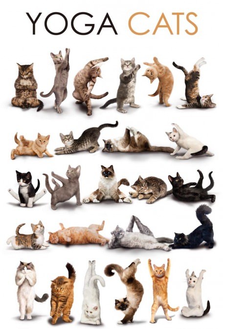 Yoga OF Cats