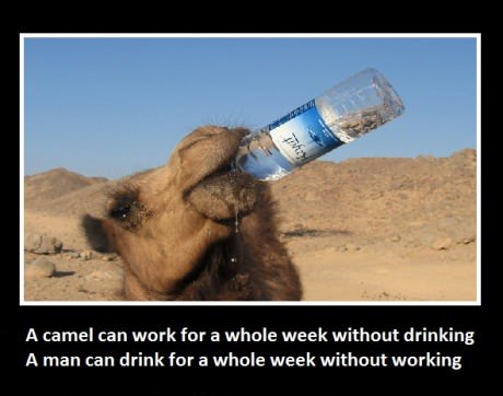 Camel and Man