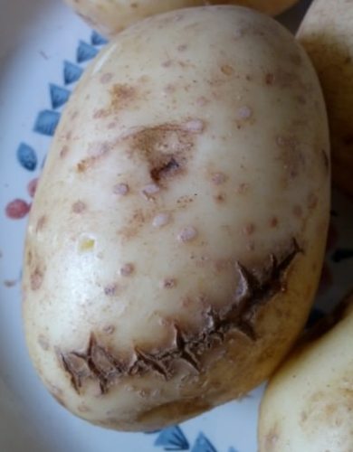 Chicken Pox Potato