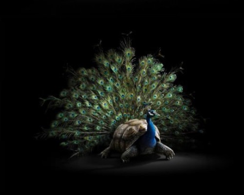 Peacock With Four Legs