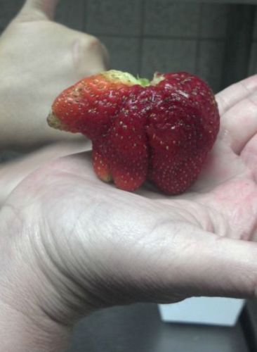 Strawberry Or Bear