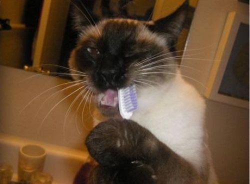 When Cats Brush Their Teeth