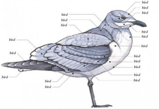 Bird Diagram
